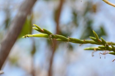 Tillandsia elusiva, photographed by Neptalí Ramírez Marcial