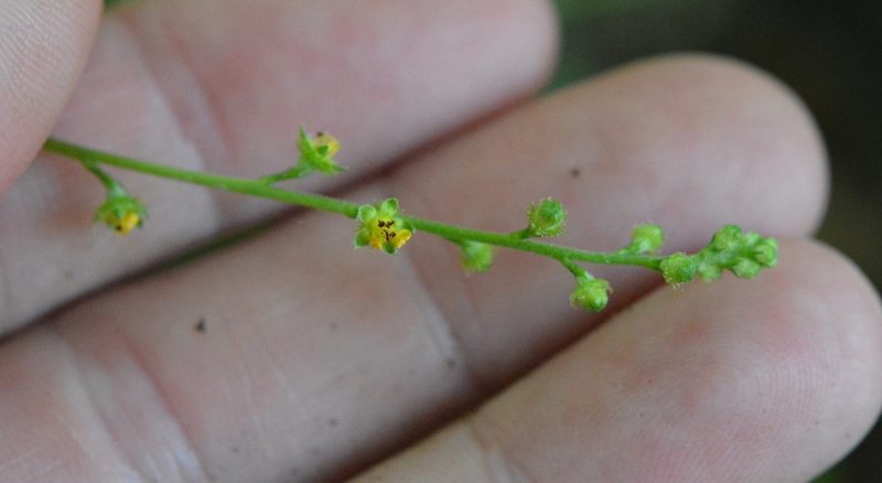 Agrimonia rostellata, photographed by Amber M. King