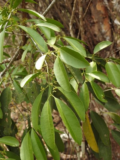 Pristimera celastroides, photographed by Neptalí Ramírez Marcial