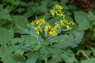 Senecio ovatus, photographed by Jernej Polajnar