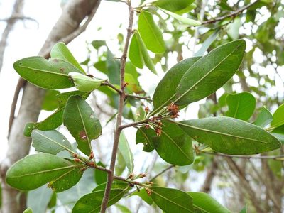 Erythroxylum mexicanum, photographed by Neptalí Ramírez Marcial