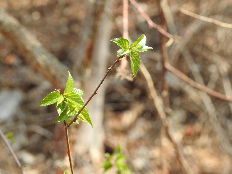 Acalypha chiapensis, photographed by Neptalí Ramírez Marcial