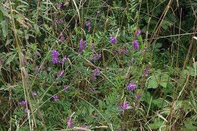 Vicia amoena, photographed by Oleg Kosterin