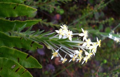 Struthiola martiana, photographed by Di Turner