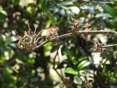 Euphorbia calcarata, photographed by Neptalí Ramírez Marcial