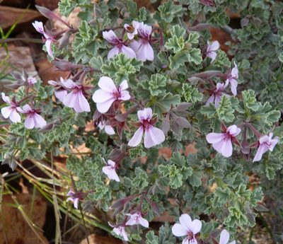 Pelargonium exstipulatum, photographed by Di Turner