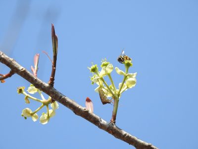 Euphorbia lundelliana, photographed by Neptalí Ramírez Marcial