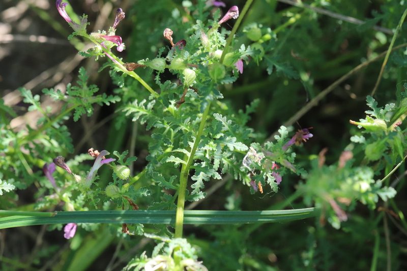 Pedicularis karoi, photographed by Nina Filippova