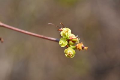 Euphorbia schlechtendalii, photographed by Neptalí Ramírez Marcial