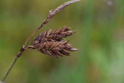 Carex limosa, photographed by Марина Садыкова