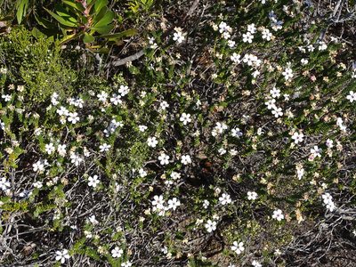 Adenandra obtusata, photographed by Shaun Swanepoel