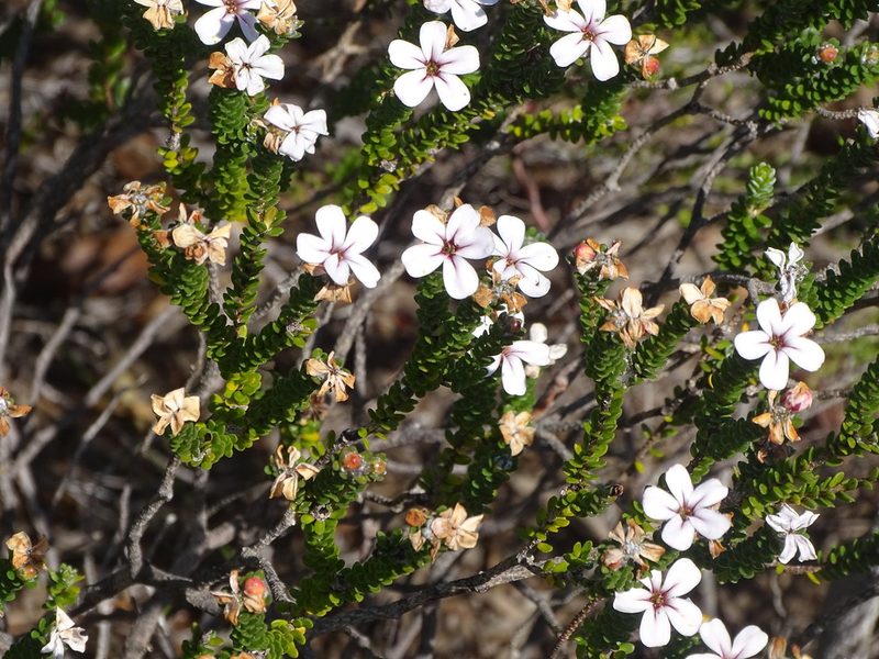 Adenandra obtusata, photographed by Shaun Swanepoel