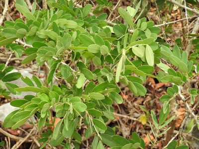 Machaerium riparium, photographed by Neptalí Ramírez Marcial
