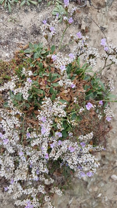 Limonium ovalifolium, photographed by anasacuta