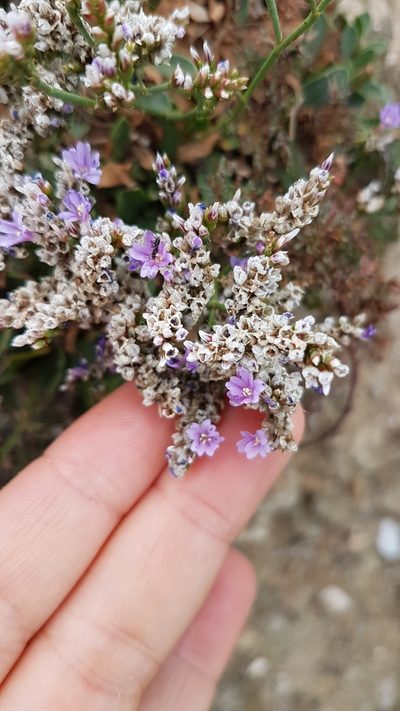 Limonium ovalifolium, photographed by anasacuta