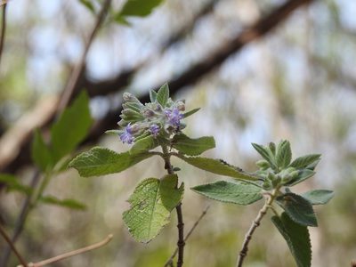Condea tomentosa, photographed by Neptalí Ramírez Marcial