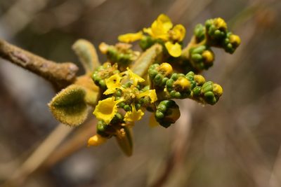 Bunchosia montana, photographed by Neptalí Ramírez Marcial