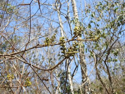 Bunchosia montana, photographed by Neptalí Ramírez Marcial
