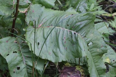 Rumex aquaticus, photographed by Nina Filippova