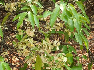 Psychopterys multiflora, photographed by Neptalí Ramírez Marcial
