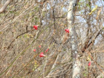 Hibiscus poeppigii, photographed by Neptalí Ramírez Marcial