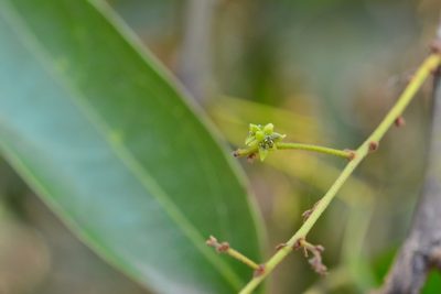 Hyperbaena mexicana, photographed by Neptalí Ramírez Marcial
