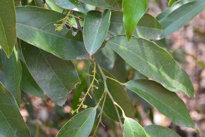 Hyperbaena mexicana, photographed by Neptalí Ramírez Marcial