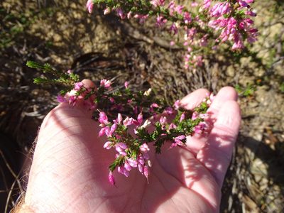 Erica placentiflora, photographed by Shaun Swanepoel