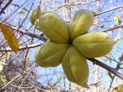 Sterculia rogersii, photographed by Andrew Deacon