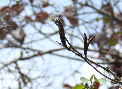 Hauya elegans, photographed by Neptalí Ramírez Marcial