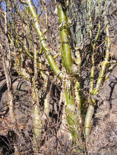 Commiphora marlothii, photographed by Andrew Deacon