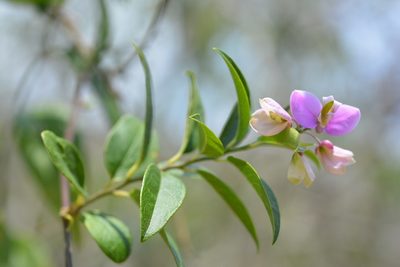 Asemeia floribunda, photographed by Neptalí Ramírez Marcial