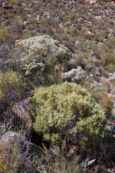 Coleonema calycinum, photographed by Charles Stirton