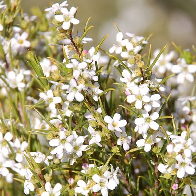 Coleonema calycinum, photographed by Charles Stirton