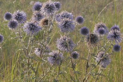 Echinops ritro, photographed by Nico