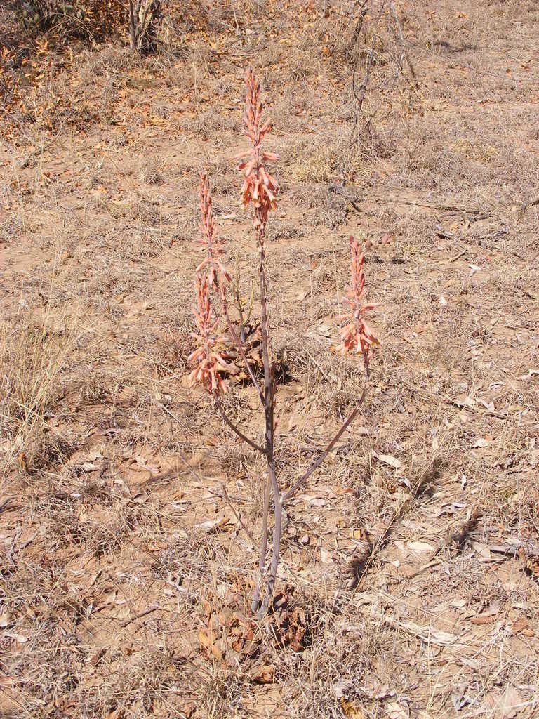 Aloe longibracteata, photographed by Andrew Deacon