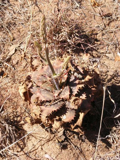 Aloe longibracteata, photographed by Andrew Deacon