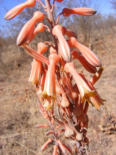 Aloe longibracteata, photographed by Andrew Deacon