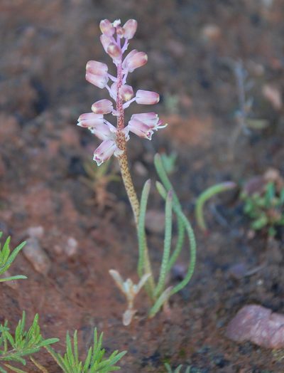Lachenalia moniliformis, photographed by Charles Stirton