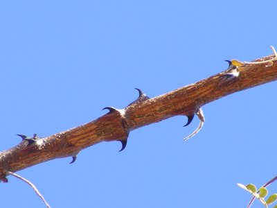 Senegalia burkei, photographed by Andrew Deacon