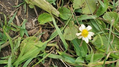 Caltha chionophila, photographed by Craig Martin