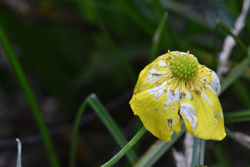 Ranunculus lingua, photographed by Марина Садыкова