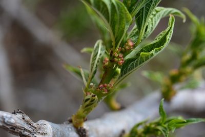 Pouzolzia occidentalis, photographed by Neptalí Ramírez Marcial