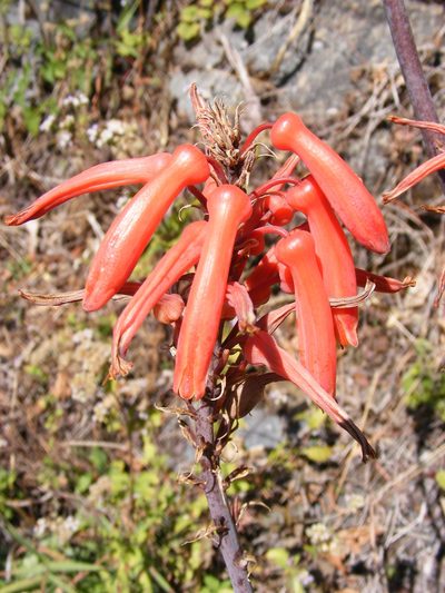 Aloe affinis, photographed by Andrew Deacon