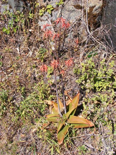 Aloe affinis, photographed by Andrew Deacon