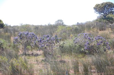 Psoralea brilliantissima, photographed by Charles Stirton