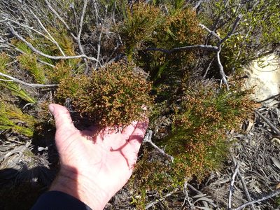 Restio leptoclados, photographed by Shaun Swanepoel