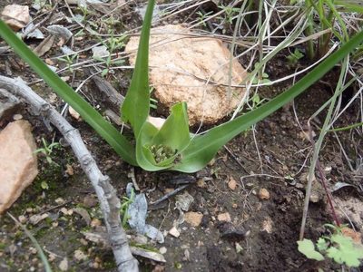 Colchicum longipes, photographed by Nicola van Berkel
