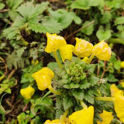 Pedicularis hoffmeisteri, photographed by Name