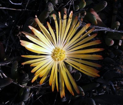 Cephalophyllum inaequale, photographed by Tony Rebelo